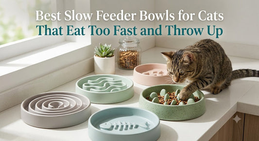 Best Slow Feeder Bowls for Cats That Eat Too Fast and Throw Up